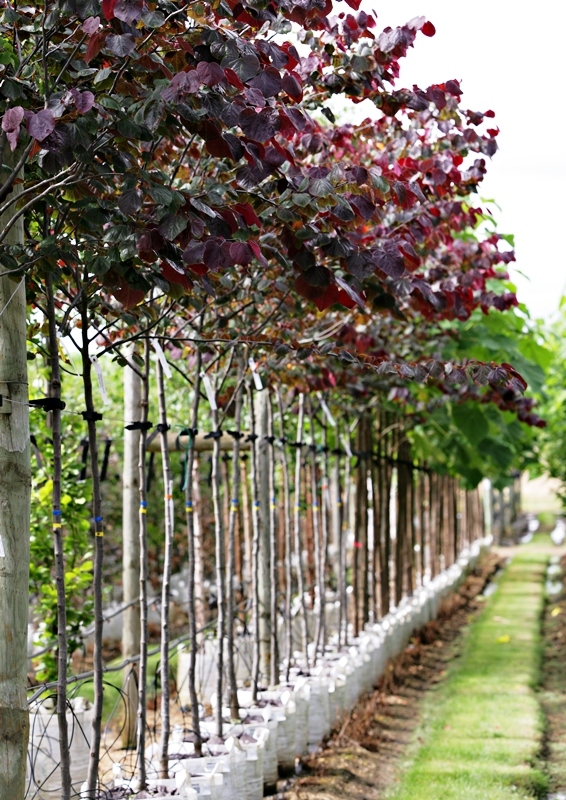 Cercis canadensis Forest Pansyat barcham trees