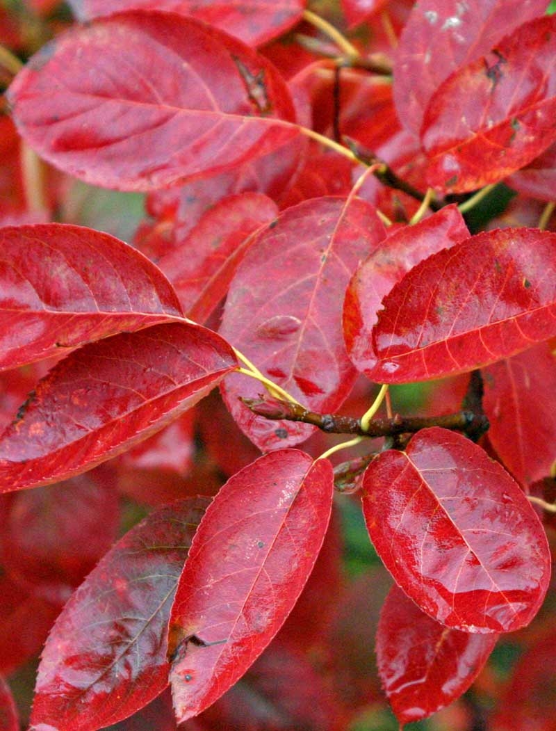 auumn foliage of Amelanchier lamarckii