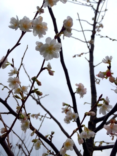 the winter flowers of Prunus subhirtella Autumnalis