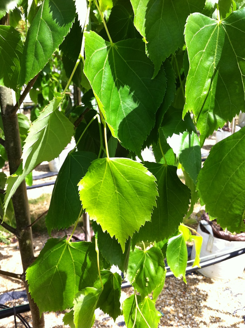 The heart shaped leaves of Tilia cordata x mongolica Harvest Gold