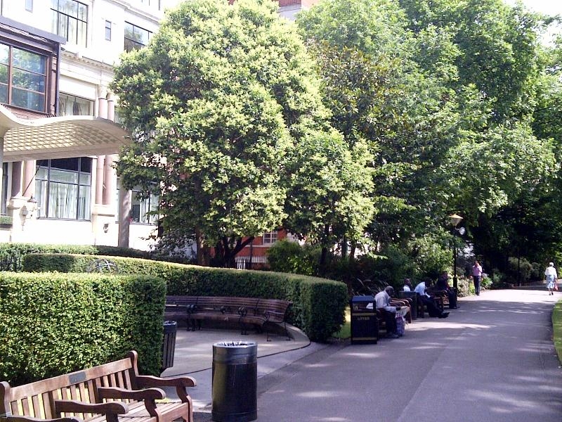 Mature Ligustrum japonicum