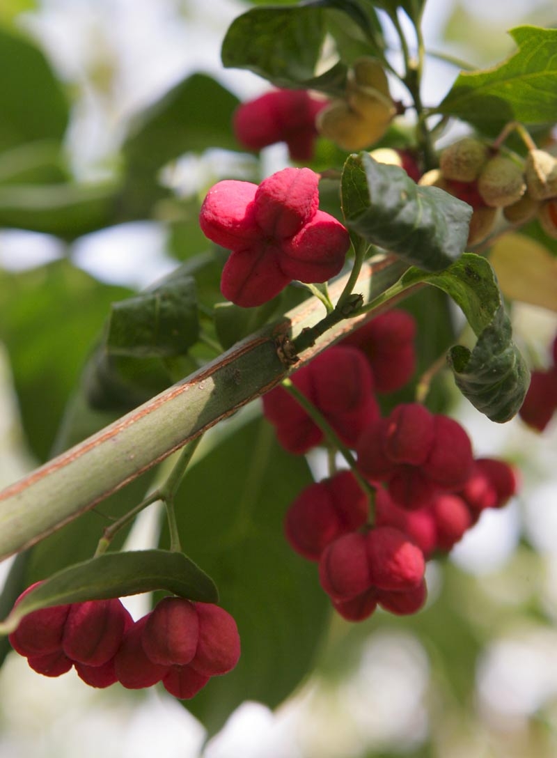 RedEuonymous europaea Red Cascade berries of