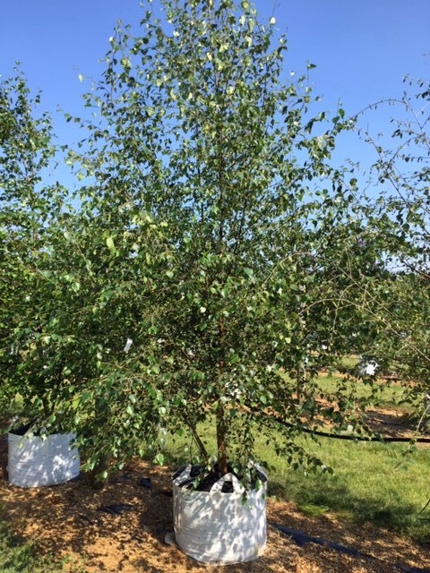 Betula pubescens at barcham trees