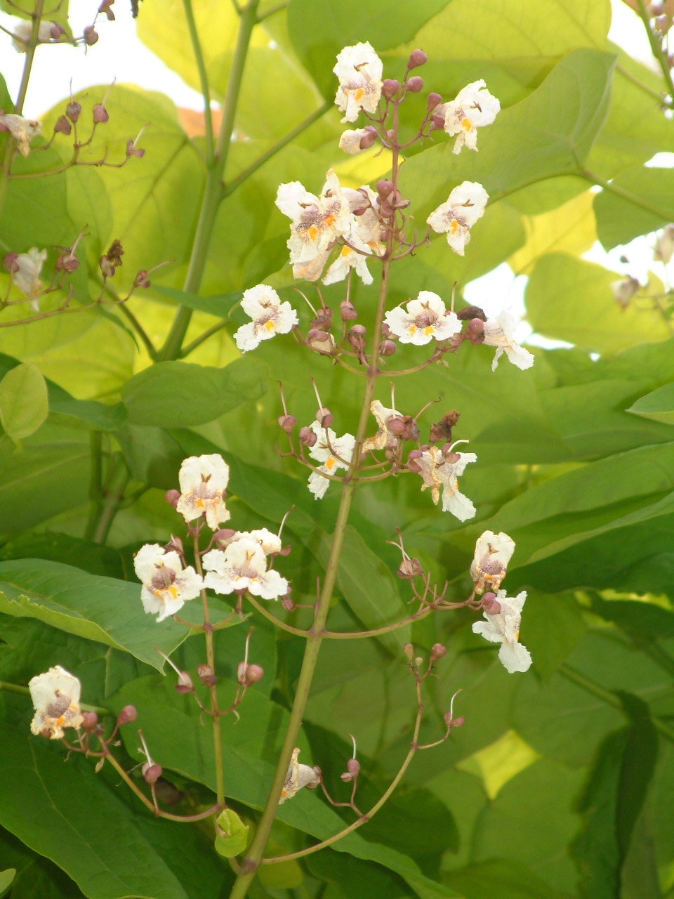 flowers of Catalpa bignonioides Aurea