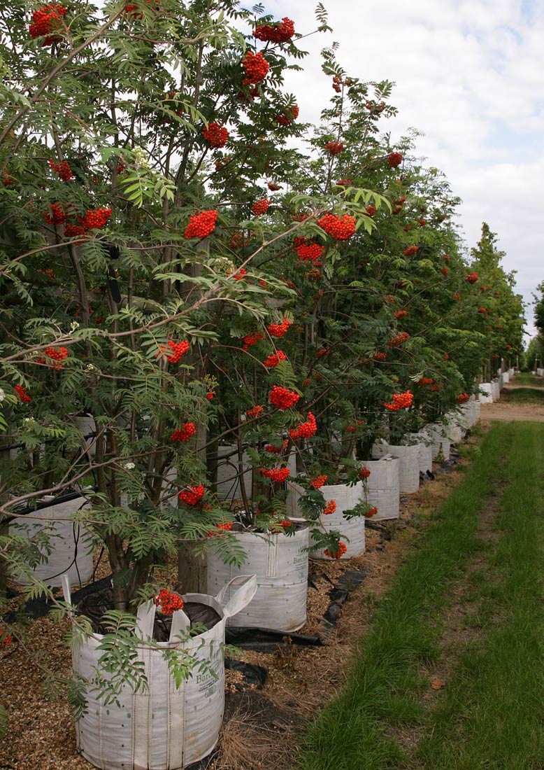 Row of Sorbus aucuparia muli-stems on Barcham Trees nursery