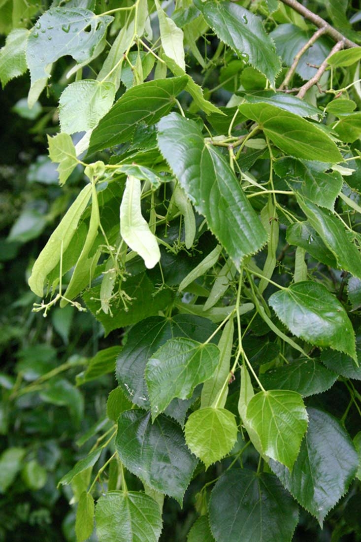 Tilia x euchlora foliage