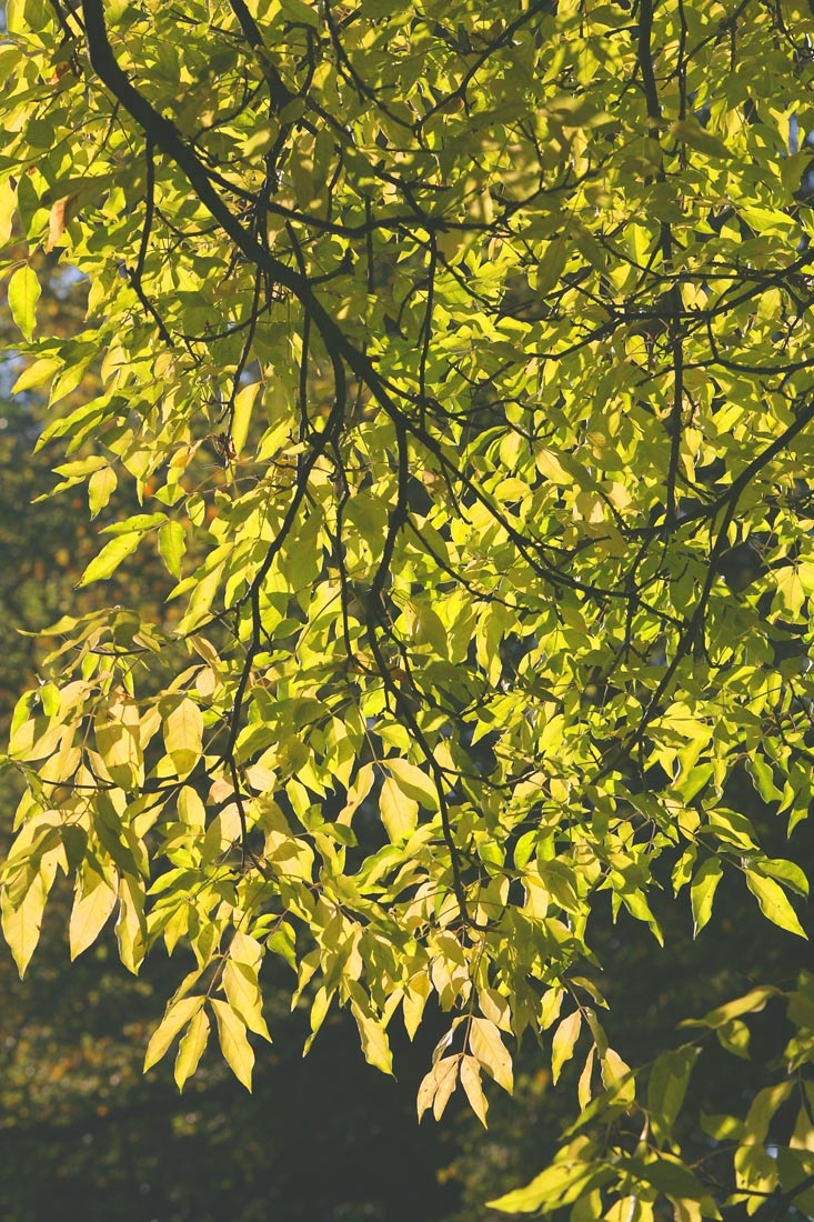 euodia hupehensis foliage