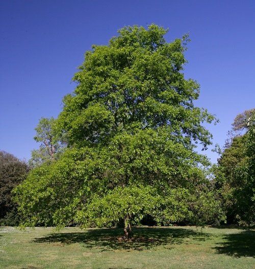 mature specimen of Quercus Imbricaria
