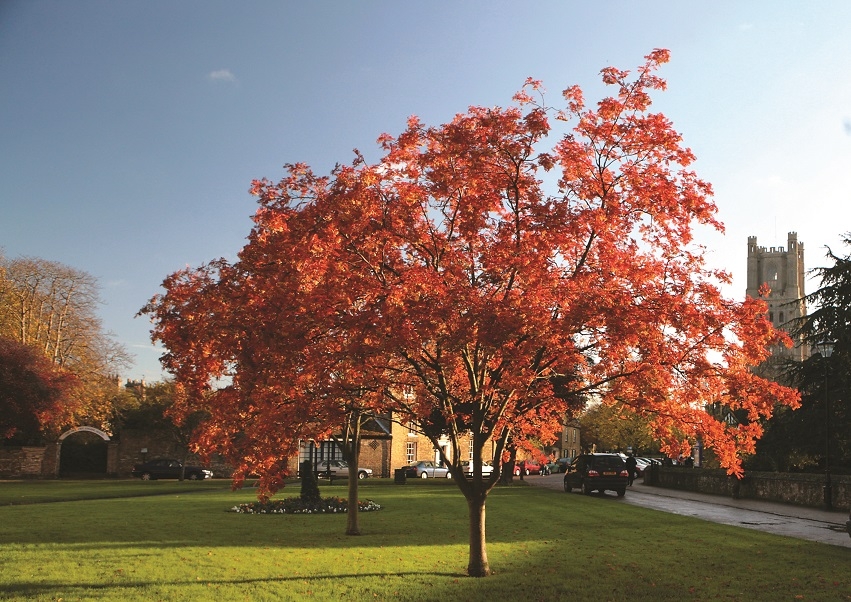 Mature Sorbus aucuparia in autumn foliage