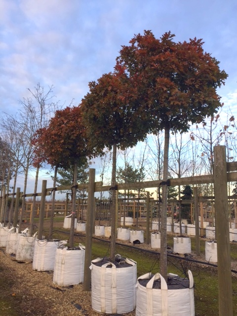 Quercus palustris Green Dwarf in autumn foliage