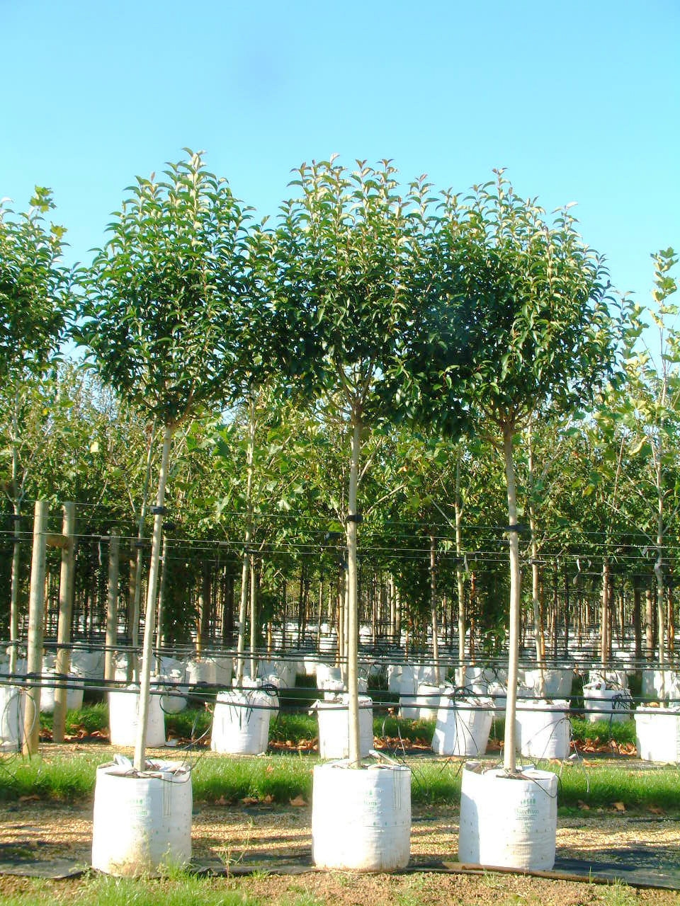 Ligustrum japonicum