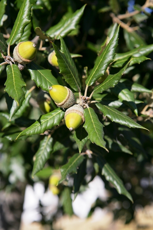 The acorn produce by Quercus ilex