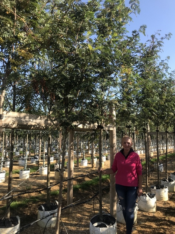 Sorbus aucuparia Joseph Rock to scale