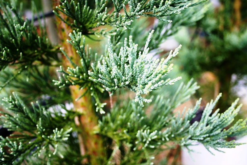 the foliage of Sequoiadendron giganteum Glauca at Barcham Trees