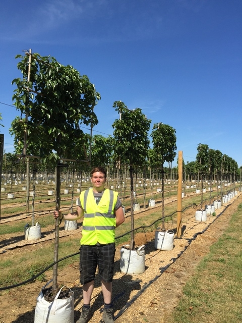 Pyrus calleryana Chanticleer pleached at barcham trees