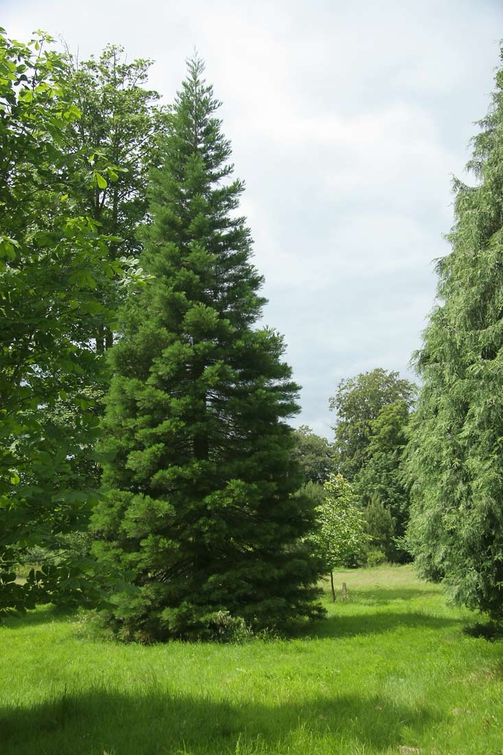Mature Sequoiadendron giganteums in a rural setting