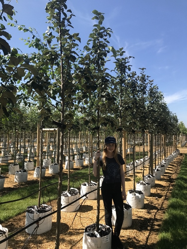Sorbus incana