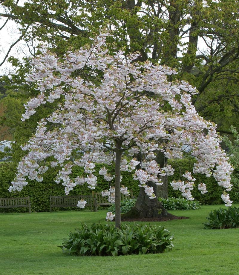 Mature specimen of Prunus Shimidsu Sakura