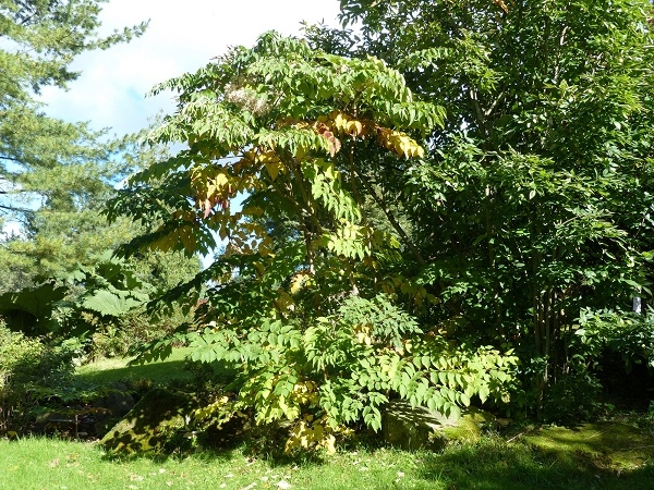 Mature specimen of Angelica tree