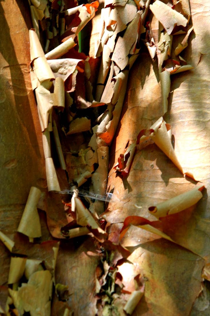 The peeling bark of Betula nigra