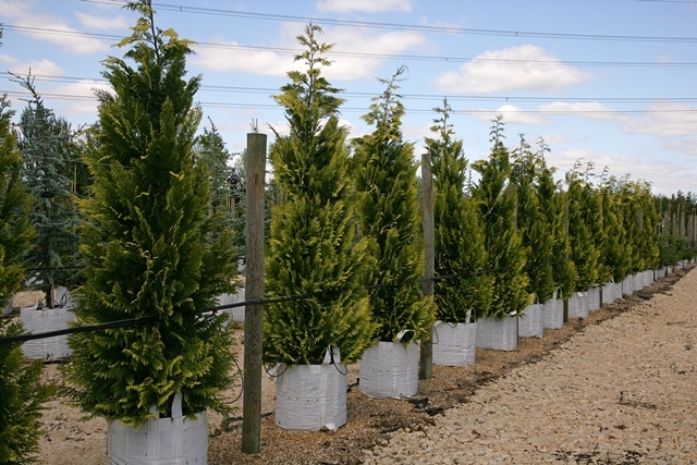 Chamaecyparis Lawsoniana Yvonne