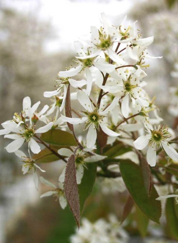 The flowers of Amelanchier lamarckii in detail