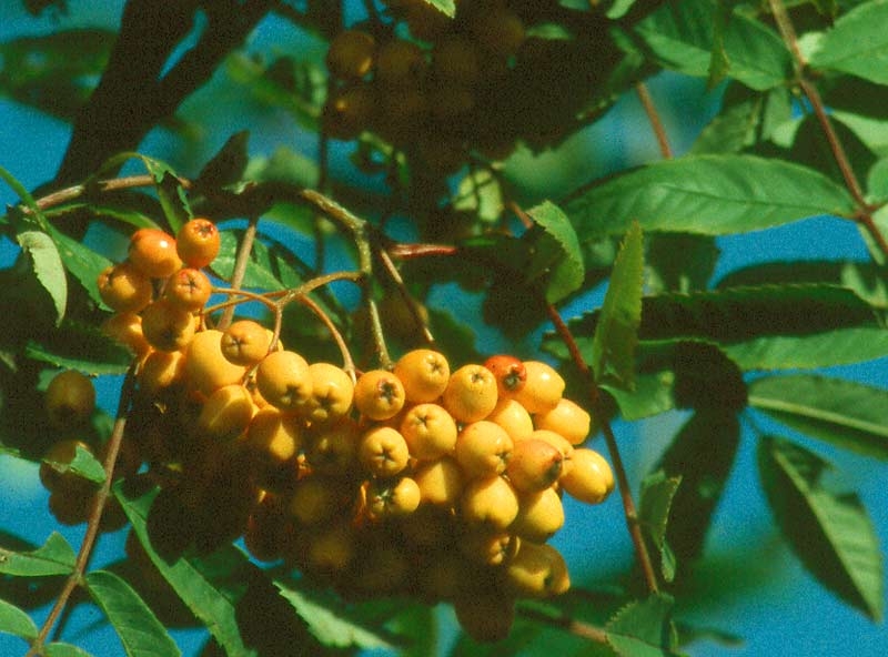 Orange berries on Sorbus aucuparia Golden Wonder
