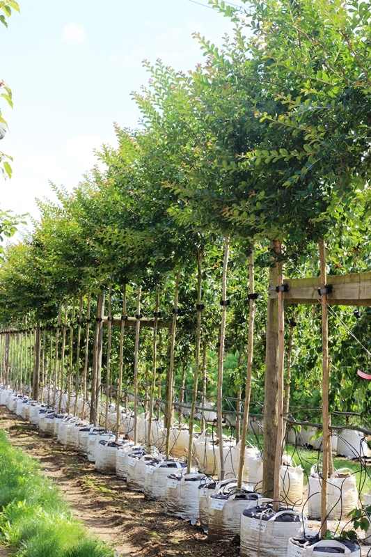 Lagerstroemia indica Red at barchan trees