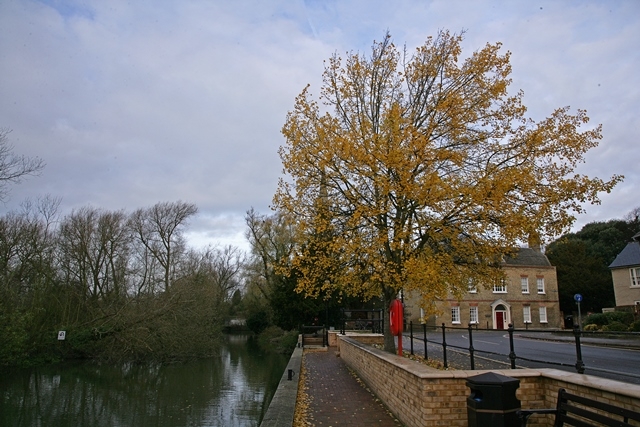 mature Populus tremula