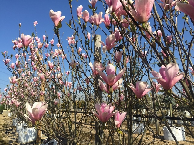 row of multi stemmed Magnolia Heaven Scent multi-stem at the Barcham Trees nursery