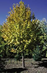Mature Tilia cordata x mongolica Harvest Gold