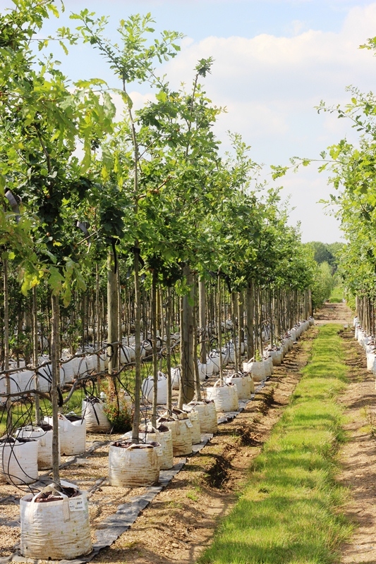 Quercus petraea at Barcham trees