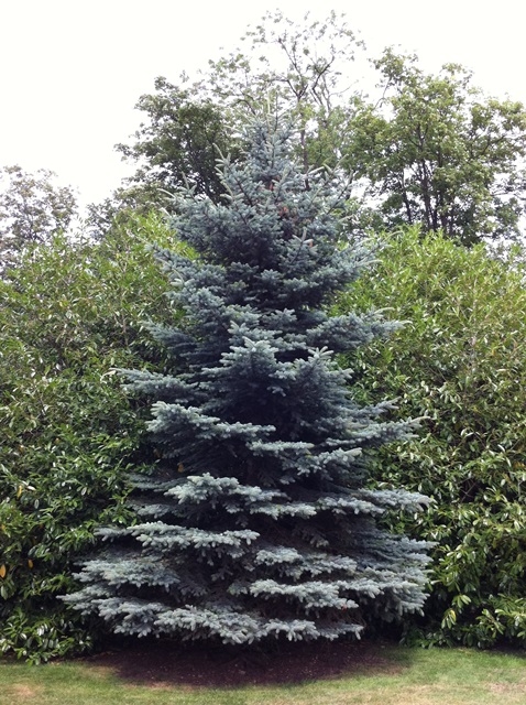 mature Picea Pungens Hoopsii