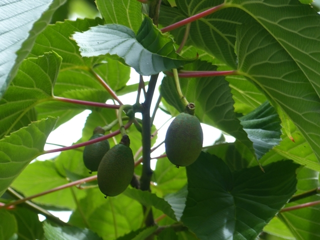 fruits of  Davidia involucrata