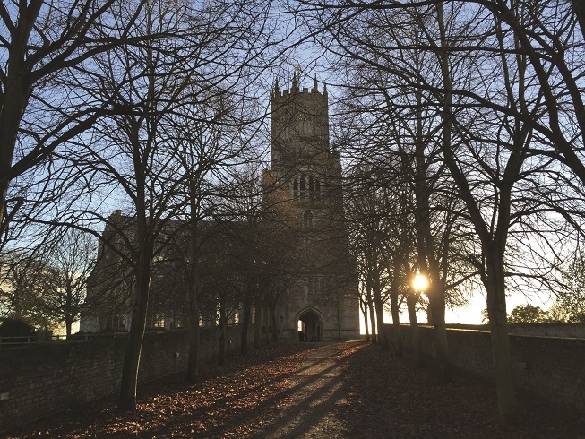 Tilia x euchloras in winter