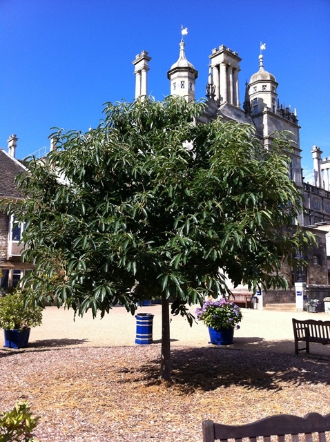 Castanea sativa in a urban environment