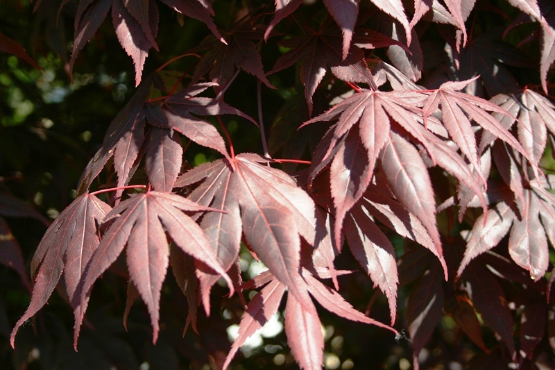 leaves of Acer palmatum Atropurpureum multi-stem