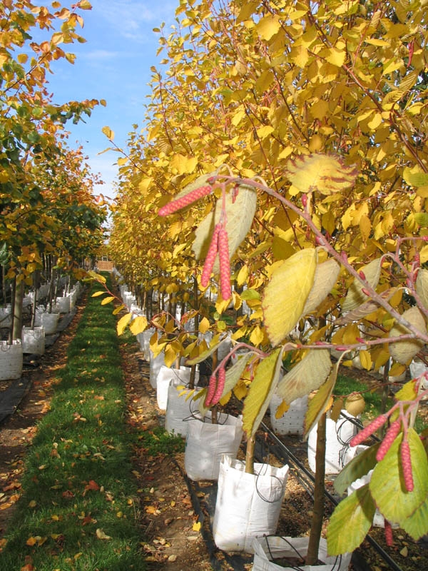 Alnus incana Aurea at barcham trees in autumn