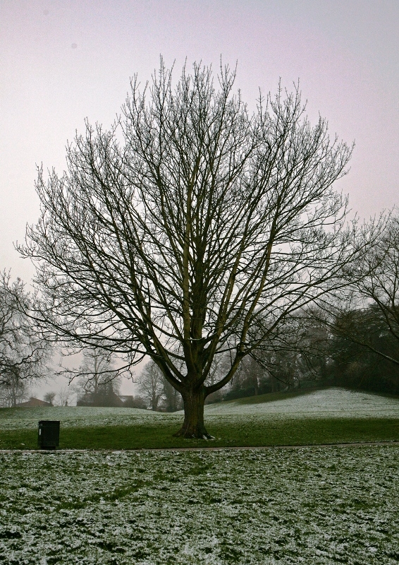Mature Acer cappadocicum Rubrum in winter