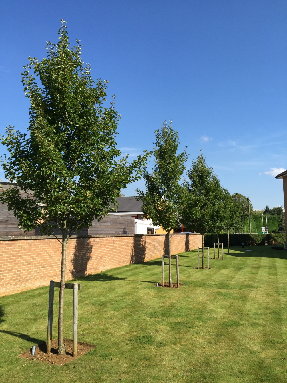 Pyrus calleryana Chanticleer