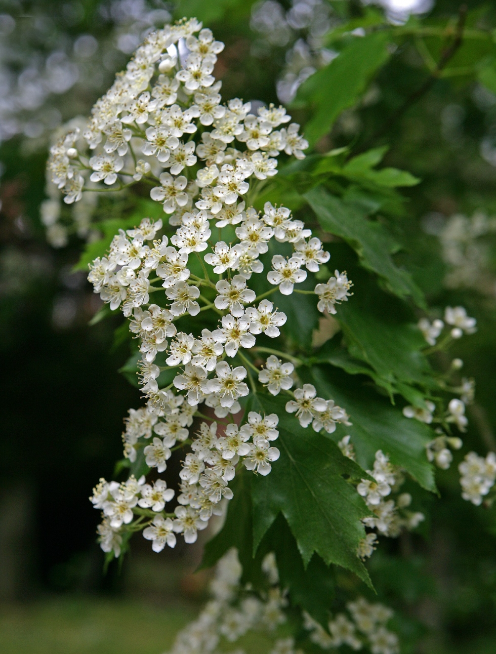 the white flower of Sorbus torminalis