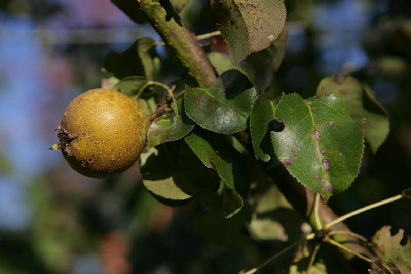 The small fruit of Pyrus communis Beech Hill