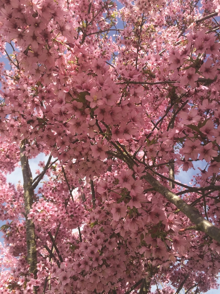 The beautiful pink flowers of Prunus hillieri Spire
