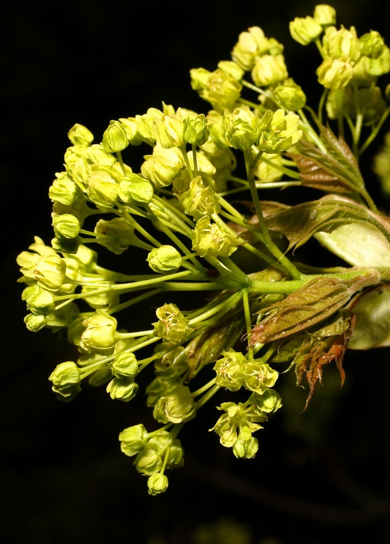 The flowers of  Medium Emerald Queen Norway Maple from this batch  Acer platanoides Emerald Queen