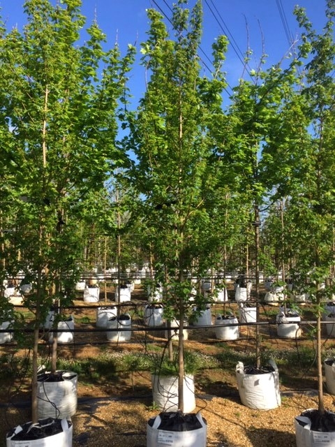 Acer campestre Streetwise