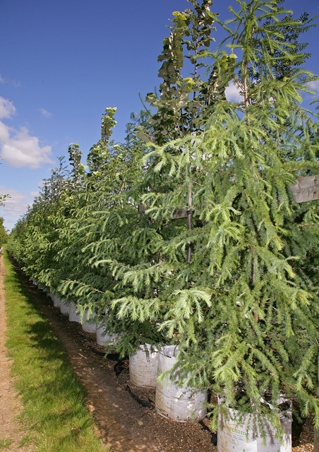 a row of Larix  x eurolepis at barcham trees