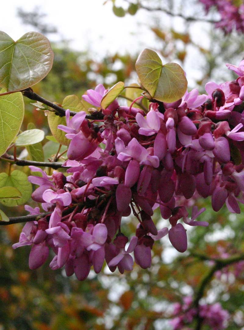 The pink pea like flower of Cercis siliquastrum