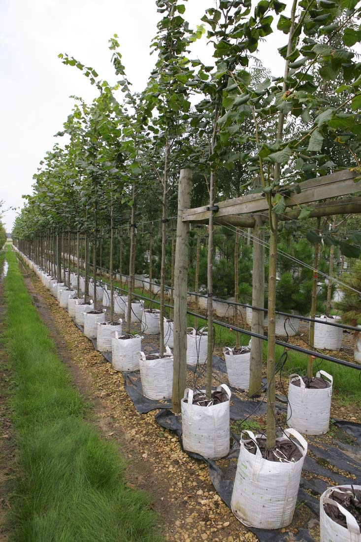 Row of Tilia platyphyllos on Barcham nursery