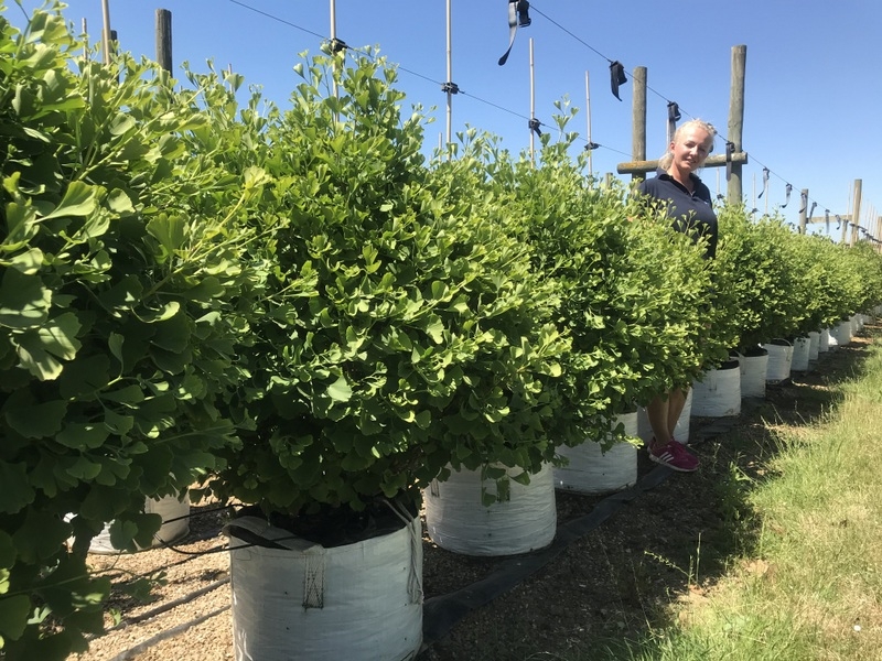 Ginkgo biloba Golden Globe on th barcham Trees nursery