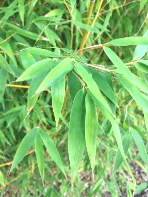 close up of thr foliage of Phyllostachys aurea Multi-stem